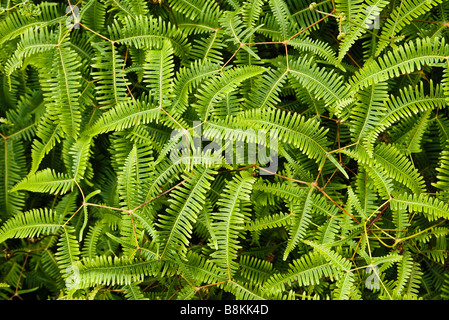 Primo piano di piante di felce sul sentiero Pihea Koke e stato parco Kauai Hawaii USA Foto Stock