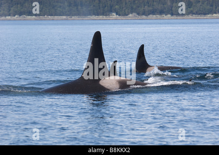 Le orche assassine Orcinus orca Foto Stock