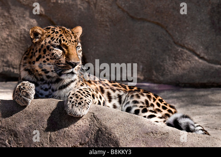 Spotted Leopard rilassante giacente su una roccia, si guarda intorno. Foto Stock