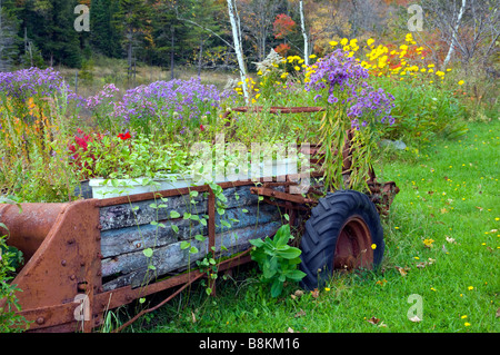 Wildflowers in autumn in rural Vermont, USA, America Foto Stock