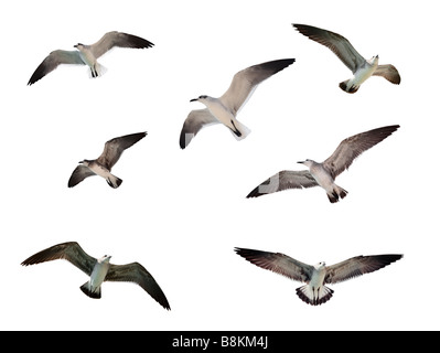 Flying gabbiani isolato su bianco Foto Stock