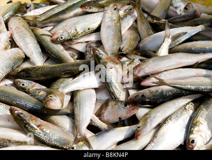 Vista delle catture di pesce fresco di giornata su un peschereccio appena arrivati dal mare disposto per inviare al mercato del pesce per la vendita. Foto Stock