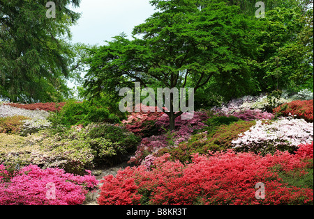 Azalee in Punch Bowl Valley gardens, Surrey, Regno Unito Foto Stock