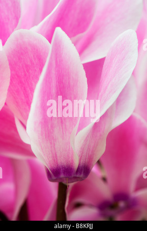 Cyclamen persicum. Il persiano ciclamino Foto Stock