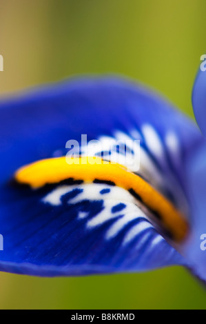 Iris reticulata "Harmony" petalo di fiore macro Foto Stock