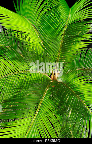 Green le fronde delle palme back lit Foto Stock
