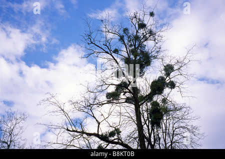 Vischio su albero Foto Stock