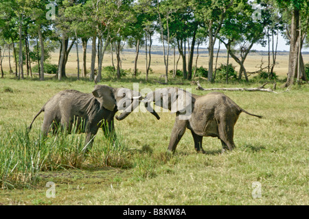 Gli elefanti sparring, il Masai Mara, Kenya Foto Stock