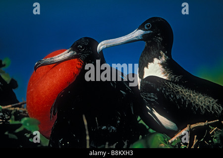 Magnifica Frigatebird (Fregata magnificens) maschio e femmina - Antigua West Indies - Maschio di corteggiamento Foto Stock