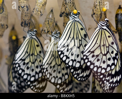 Tree nymph farfalle emergente dalla crisalide Foto Stock