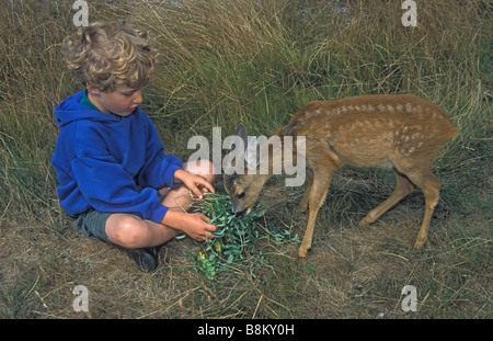 Bambino e Captive Roe Deer Fawn (Capreolus capreolus) Spagna Spain Foto Stock