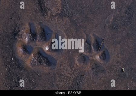 Lupo tracce nel fango - Spagna - Close-up Foto Stock