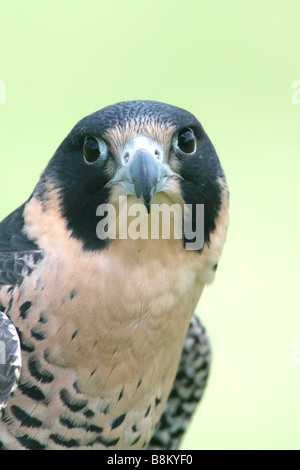 Falco pellegrino captive - Verticale Foto Stock