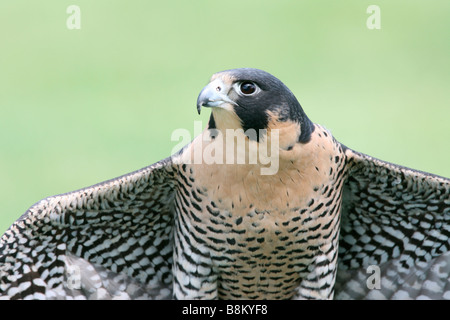 Falco pellegrino captive Foto Stock