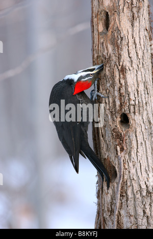 Femmina Picchio Pileated cerca cibo - Verticale Foto Stock