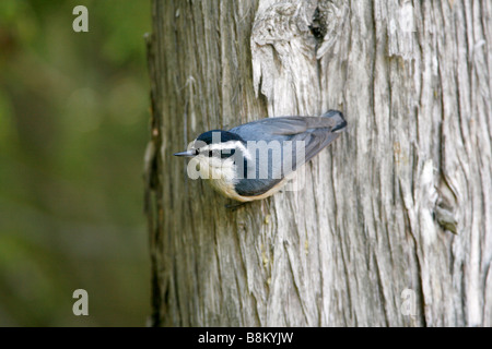 Red-breasted picchio muratore Foto Stock