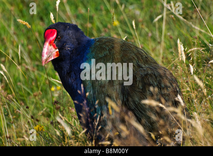 Nuova Zelanda Isola del Sud takahe (Porphyrio hochstetteri) - un pericolo rampa flightless Foto Stock