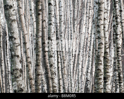 bosco di betulle Foto Stock