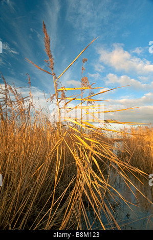 Cannuccia di palude, Phragmites australis, reedbed, Isle of Sheppey, Kent, Inghilterra, l'inverno. Foto Stock