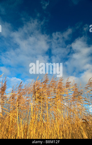 Cannuccia di palude, Phragmites australis, reedbed, Isle of Sheppey, Kent, Inghilterra, l'inverno. Foto Stock