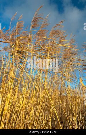 Cannuccia di palude, Phragmites australis, reedbed, Isle of Sheppey, Kent, Inghilterra, l'inverno. Foto Stock