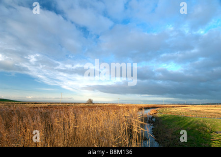 Cannuccia di palude, Phragmites australis, reedbed, Isle of Sheppey, Kent, Inghilterra, l'inverno. Foto Stock