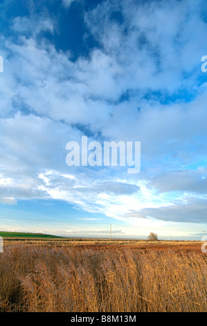 Cannuccia di palude, Phragmites australis, reedbed, Isle of Sheppey, Kent, Inghilterra, l'inverno. Foto Stock