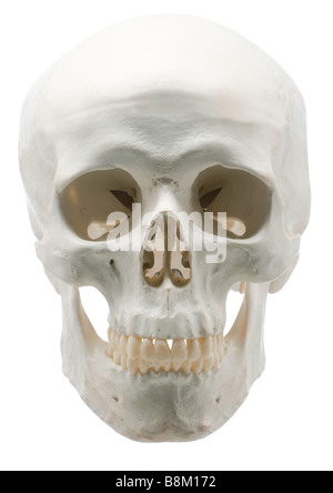 Cranio,Modello,esempio,medical,uomo,testa,ricerca,campione,forensic Foto Stock