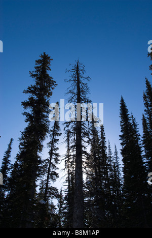Il sorgere del sole attraverso gli alberi di pino al vertice di prua nel Parco Nazionale di Banff, Alberta, Canada. Foto Stock