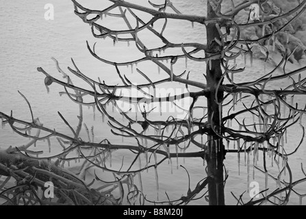 Ghiaccioli formato sulla struttura, il Parco Nazionale di Yellowstone, STATI UNITI D'AMERICA Foto Stock
