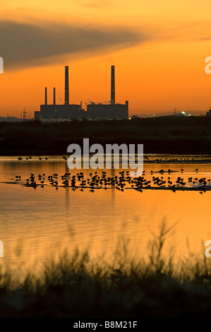 Pavoncella, Vanellus vanellus, sono ' appollaiati al tramonto su Cliffe piscine RSPB Riserva Naturale, Kent, Inghilterra, l'inverno. Foto Stock