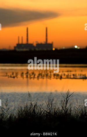 Pavoncella, Vanellus vanellus, sono ' appollaiati al tramonto su Cliffe piscine RSPB Riserva Naturale, Kent, Inghilterra, l'inverno. Foto Stock