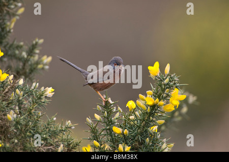 Dartford trillo su ginestre nella nuova foresta Foto Stock