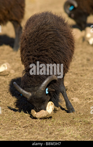 Maschio, Ram o Buck pecore delle Ebridi Foto Stock