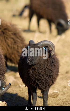 Maschio, Ram o Buck pecore delle Ebridi Foto Stock