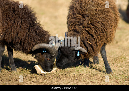 Maschio, Ram o Buck pecore delle Ebridi Foto Stock