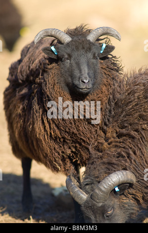 Maschio, Ram o Buck pecore delle Ebridi Foto Stock