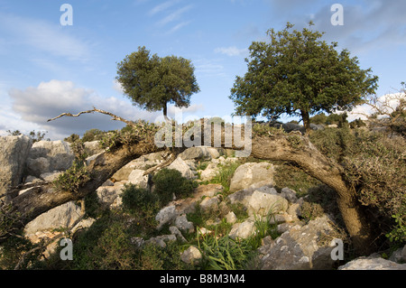 Gamma Adamit alberi e rocce Foto Stock