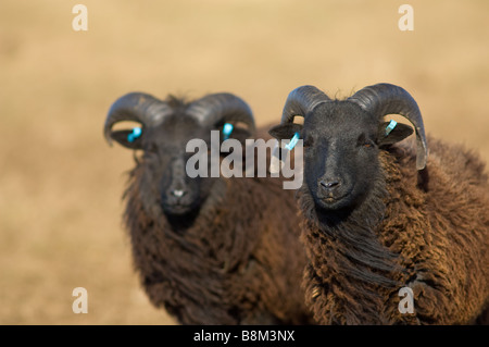 Maschio, Ram o Buck pecore delle Ebridi Foto Stock