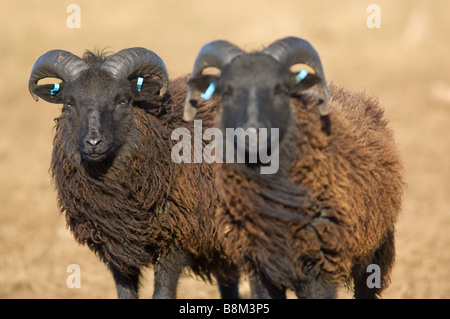 Maschio, Ram o Buck pecore delle Ebridi Foto Stock