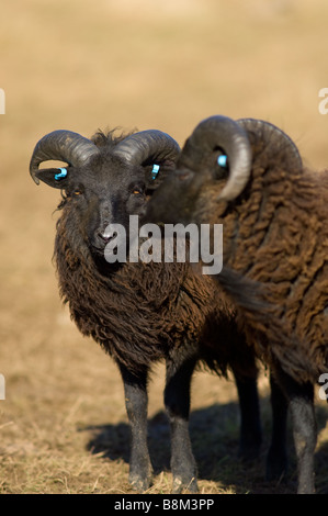 Maschio, Ram o Buck pecore delle Ebridi Foto Stock