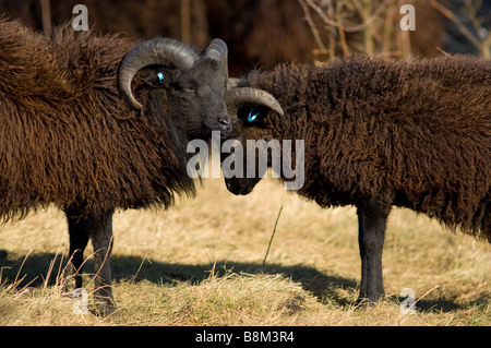 Maschio, Ram o Buck pecore delle Ebridi Foto Stock