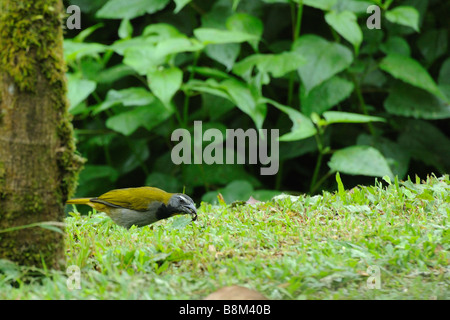 Fuligginosa tappate Bush Tanager mangiare un insetto Foto Stock