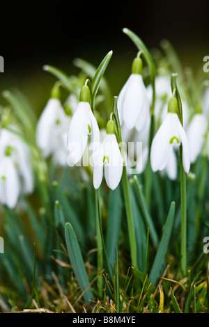 Close up di un cluster di bucaneve in fiore, Galanthus nivalis, Inghilterra Foto Stock