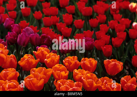 Righe di colore arancione-rosso tulipani nel campo Mount Vernon Washington stato USA Foto Stock