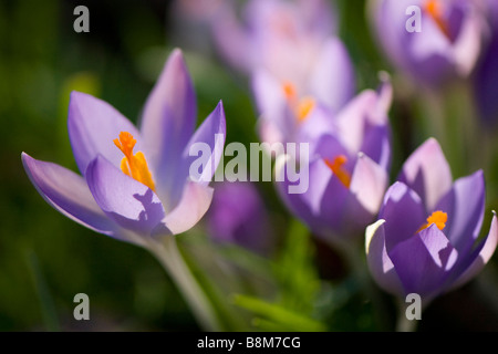 Close up di crochi in fiore Foto Stock