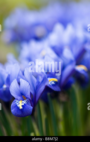 Chiudere il gruppo di blu Iris reticulata Foto Stock