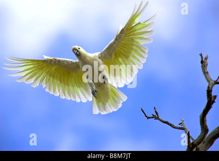 Zolfo Crested Cockatoo Foto Stock