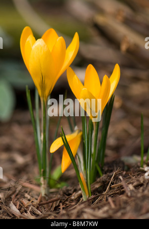 Close up di colore giallo brillante di crochi al sole Foto Stock