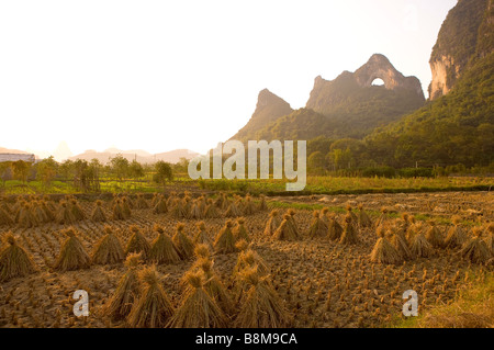 La Cina della provincia di Guangxi Guilin, Yangshuo Luna campo di montagna di riso raccolto Foto Stock